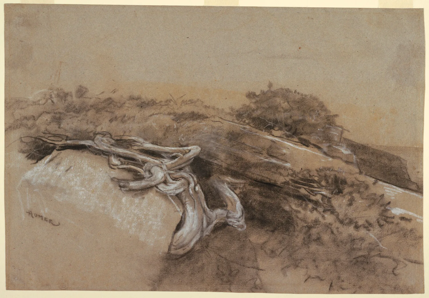 Study of Tree Roots, Prout's Neck, made about 1883, the year he settled in Maine. Charcoal for the dark, brushed white gouache and white chalk for the light, and grey laid paper left doing the middle tone. He drew the ground before he painted from it.