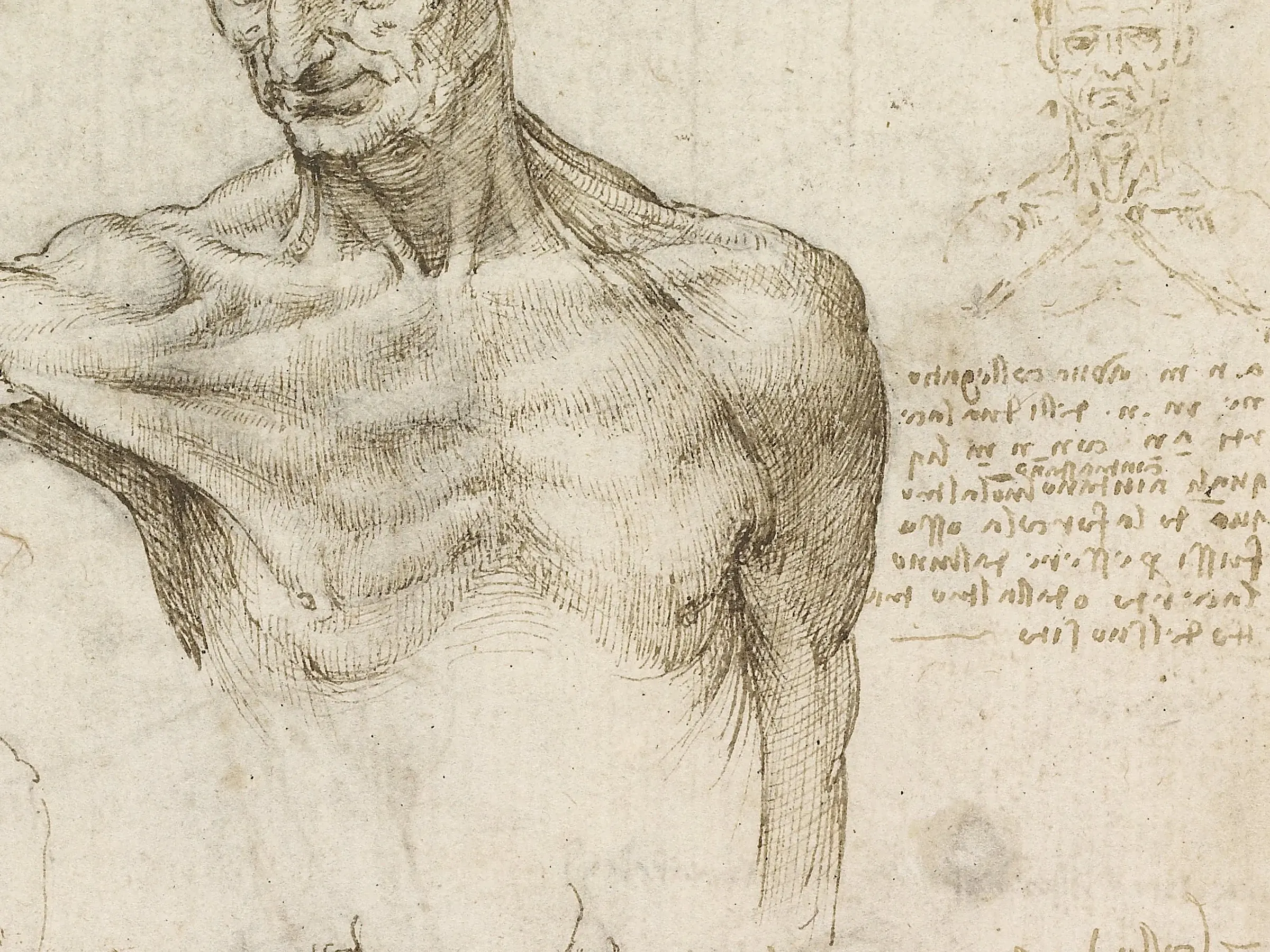 Detail of an anatomical sheet: the chest and shoulder are modeled entirely in hatching, every stroke leaning the same way, up from the lower left, which is the natural pull of a left hand. The notes beside the figure are written in mirror script, right to left.
