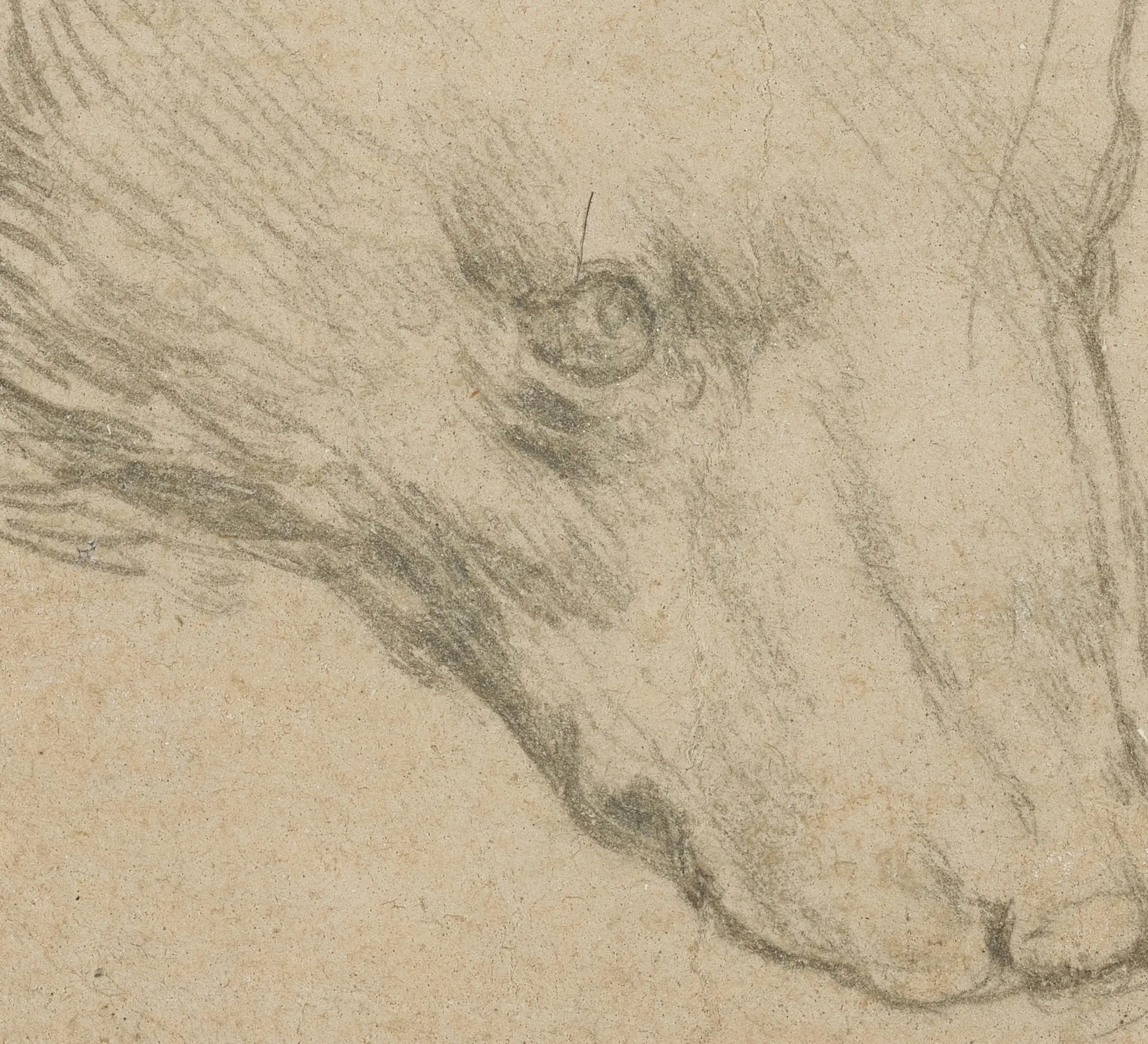 Detail of the Head of a Bear: silverpoint on prepared paper, drawn with a metal stylus that leaves a line nothing can erase. The fur is built from short parallel strokes set one beside the next, and the tone of the prepared paper is doing the work in every light passage.
