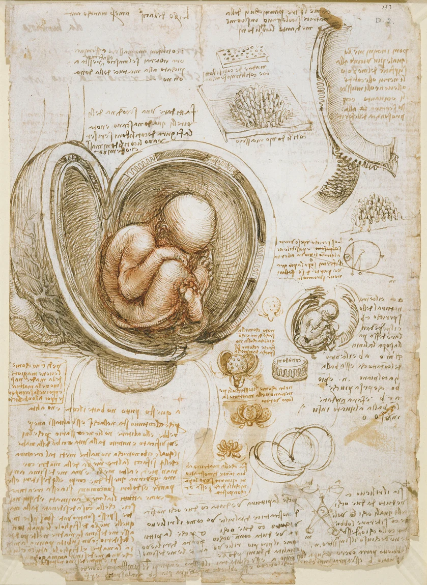 Studies of the foetus in the womb, drawn from his own dissections: the child, the opened uterus, and the notes packed into every clear space left on the sheet. He wrote that he had dissected more than ten human bodies to get one true account of the veins.